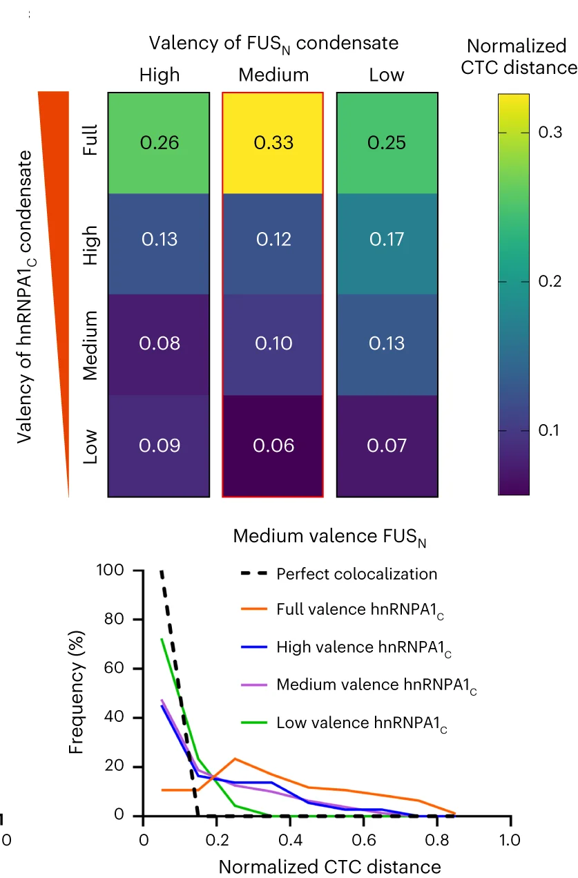 Open access visualization of Heatmap, Line Plot, CTC Distance, FUS N Condensate, hnRNPA1 C Condensate