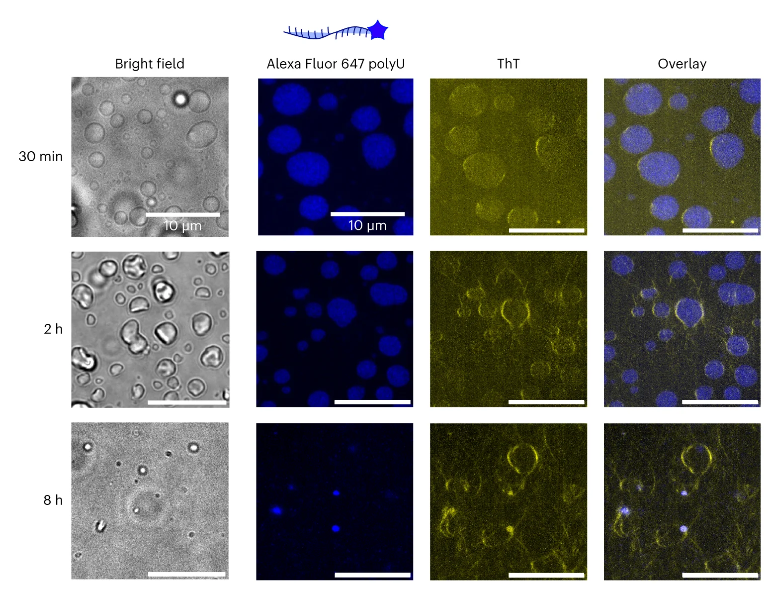 Open access visualization of Microscopy, Bright-Field Image, Confocal Image, hnRNPA1A Condensates, PolyU