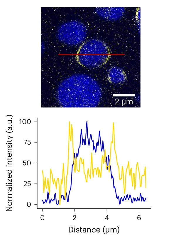 Open access visualization of Line Plot, Microscopy, Confocal Image, Intensity Profiles, ThT Signal
