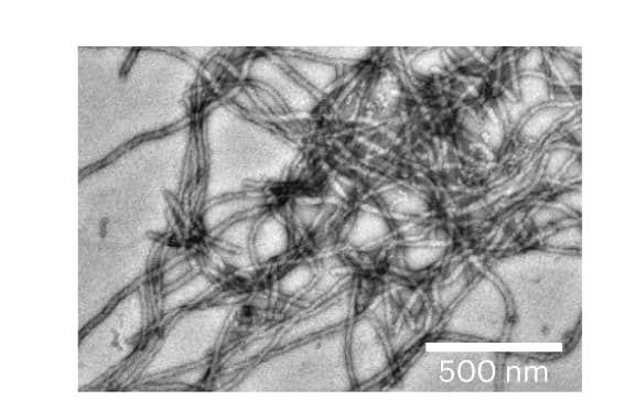 Open access visualization of Microscopy, TEM Image, hnRNPA1A Amyloid Fibrils, Protein Preparations