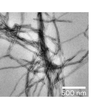 Open access visualization of Microscopy, TEM, hnRNPA1A, Amyloid Fibrils, Protein Preparations
