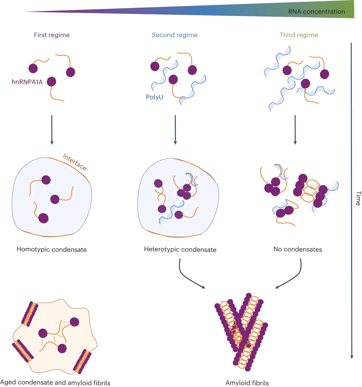 Open access visualization of Workflow, Flowchart, Illustration, RNA, Amyloid Fibrils