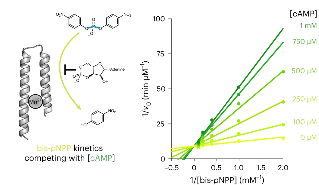 Open access visualization of Line Plot, Scatter Plot, Bis-pNPP, cAMP Hydrolysis, Lineweaver-Burke Plot