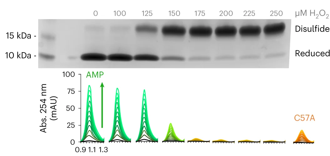 Open access visualization of Gel, Line Plot, Oxidizing Conditions, Disulfide Formation, Non-reducing SDS-PAGE