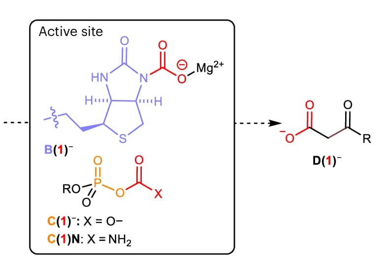 Open access visualization of Chemical Structure, Urea, Phosphate, Capture Intermediates