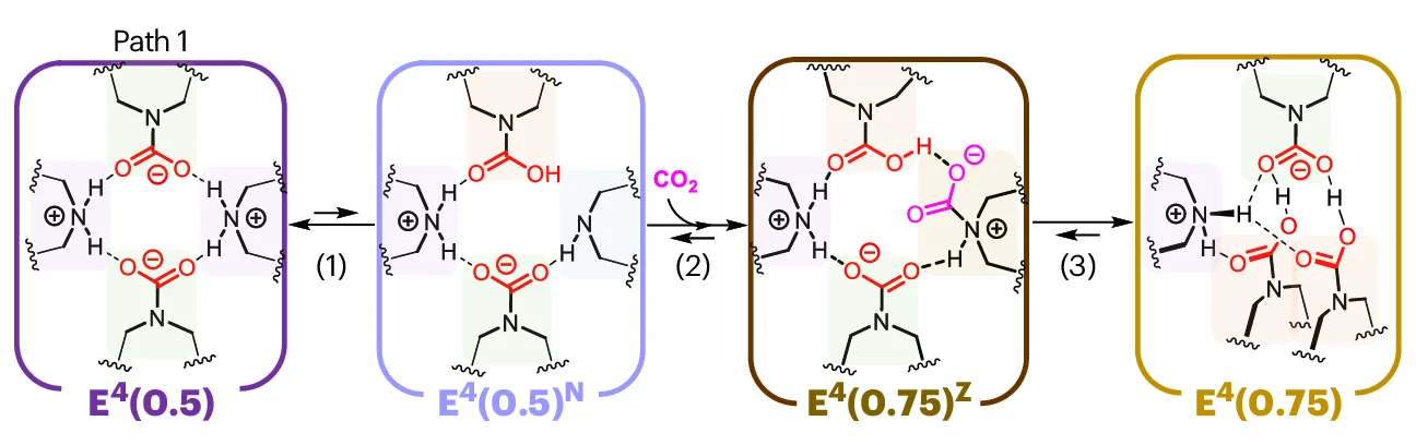 Open access visualization of Workflow, Chemical Structure, Zwitterion, Carbamate, Carbamic Acid