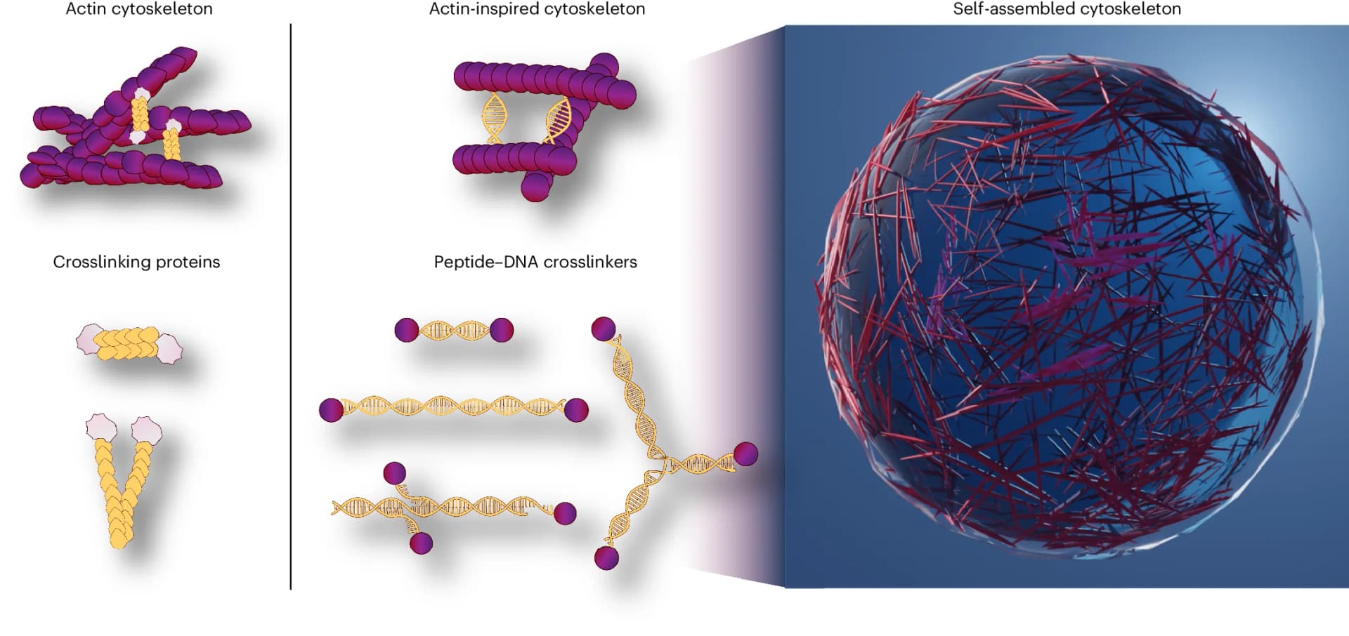 Open access visualization of Illustration, Chemical Structure, Peptide-DNA Filaments, DNA Interactions, Actin