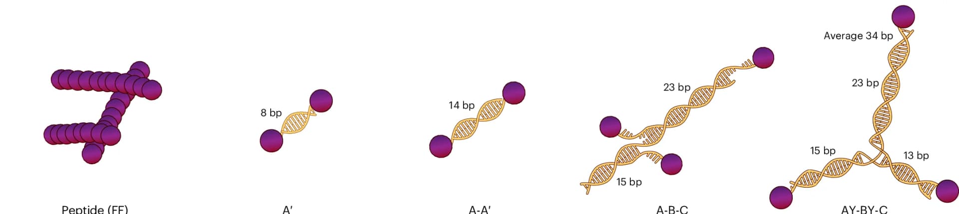 Open access visualization of Illustration, Chemical Structure, DNA Crosslinkers, Peptide Fibers, Confocal Microscopy