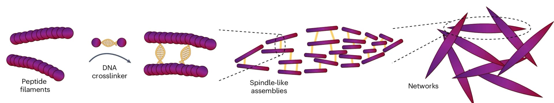 Open access visualization of Workflow, Illustration, Peptide-DNA Filaments, Spindle-Like Network, Hierarchical Assembly