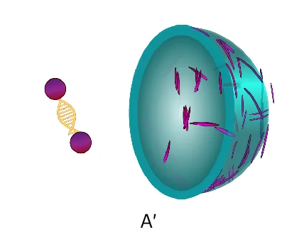 Open access visualization of 3D Plot, Protein Structure, Chemical Structure, Spatial Distribution, Cytoskeletal Structures
