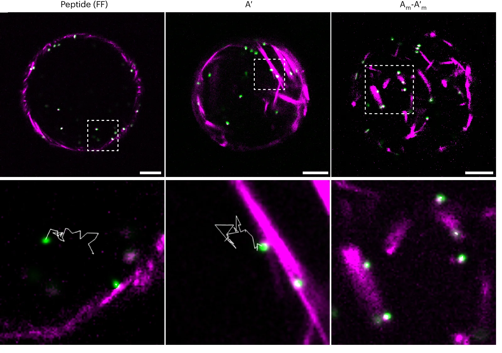 Open access visualization of Microscopy, Confocal Images, Particles, Droplets, Peptide-DNA Crosslinker