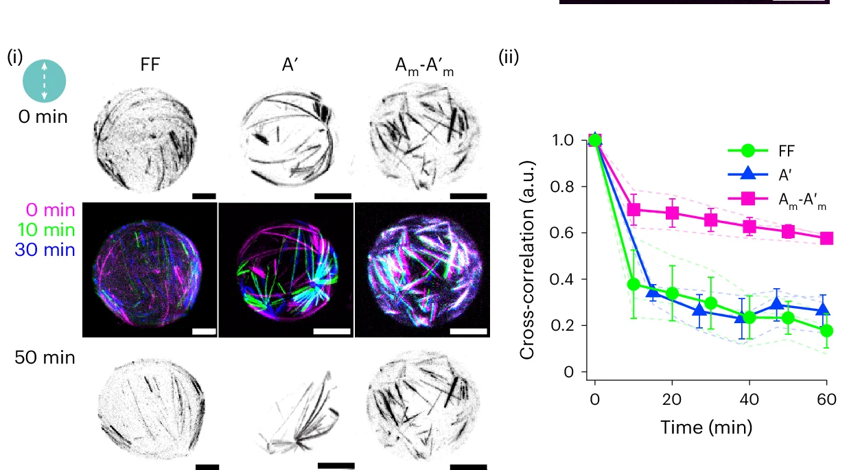 Open access visualization of Line Plot, Error Bars, Microscopy, Photo, Cytoskeletal Reorganization