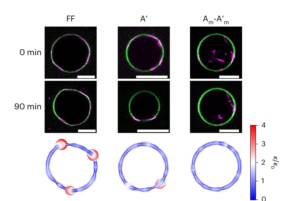 Open access visualization of Microscopy, Heatmap, Peptide-DNA, Lipid Droplets, Deformation