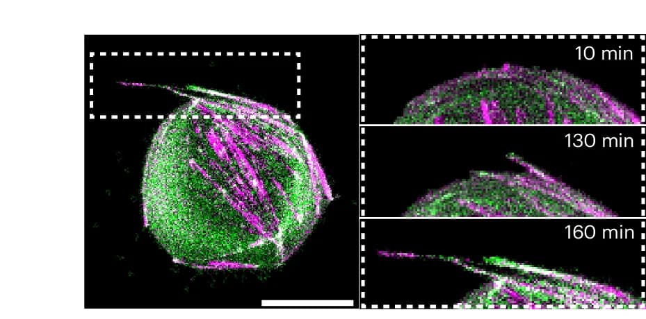 Open access visualization of Microscopy, Lipid Droplets, Deformation, Heating, Maximum Intensity Projection