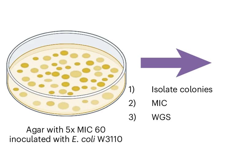 Open access visualization of Workflow, Illustration, Agar, E. coli, Colonies