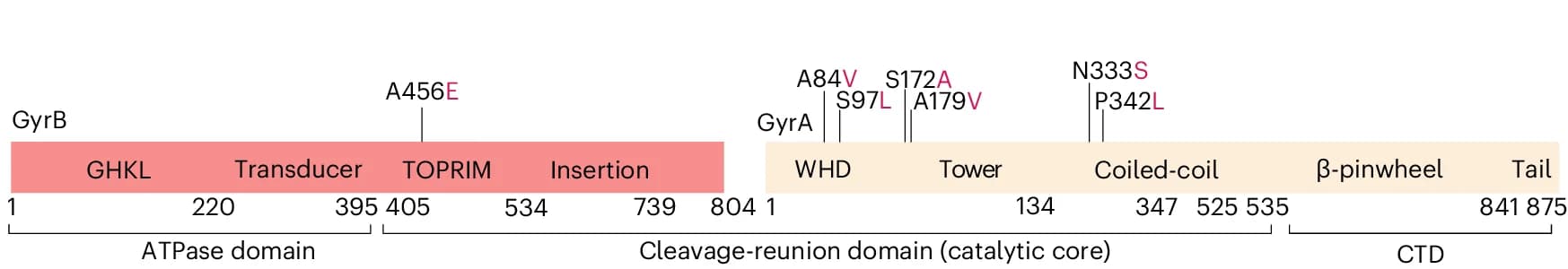 Open access visualization of Illustration, Mutations, DNA Gyrase, Cleavage-Reunion Domain, Domain Organization