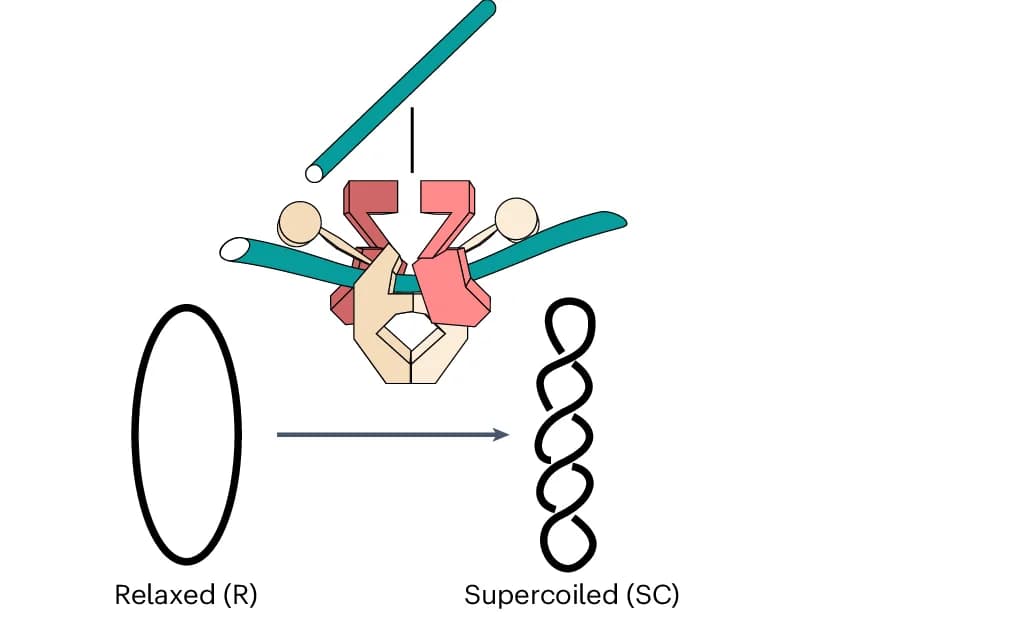 Open access visualization of Workflow, Illustration, Negative Supercoiling, Supercoiling Assay, Relaxed DNA
