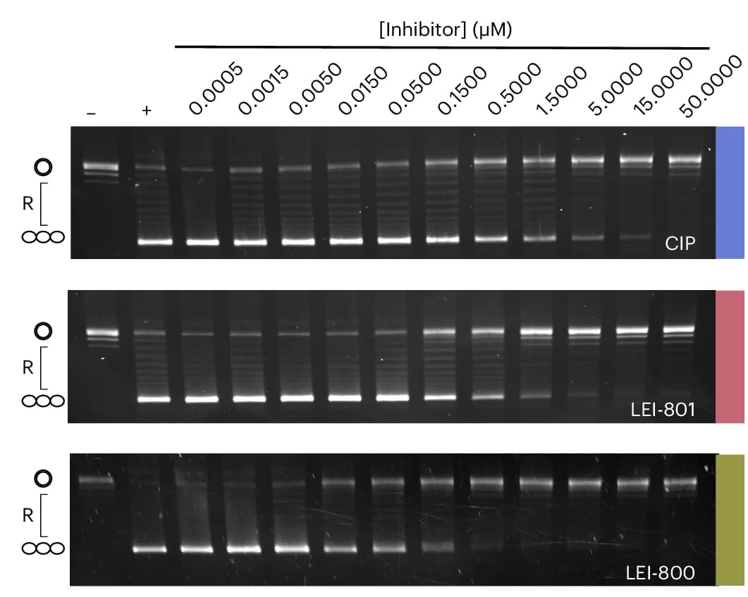 Open access visualization of Gel, Agarose Gels, E. Coli, DNA Gyrase, Supercoiling Inhibition