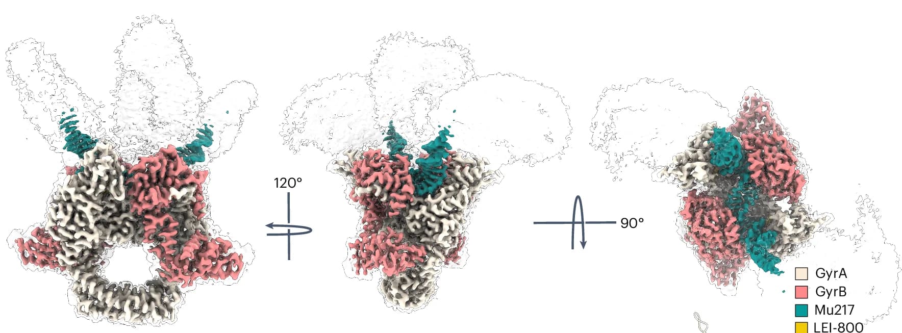 Open access visualization of Protein Structure, Cryo-EM Map, GyrA CTDs, GyrB ATPase Domains, DNA