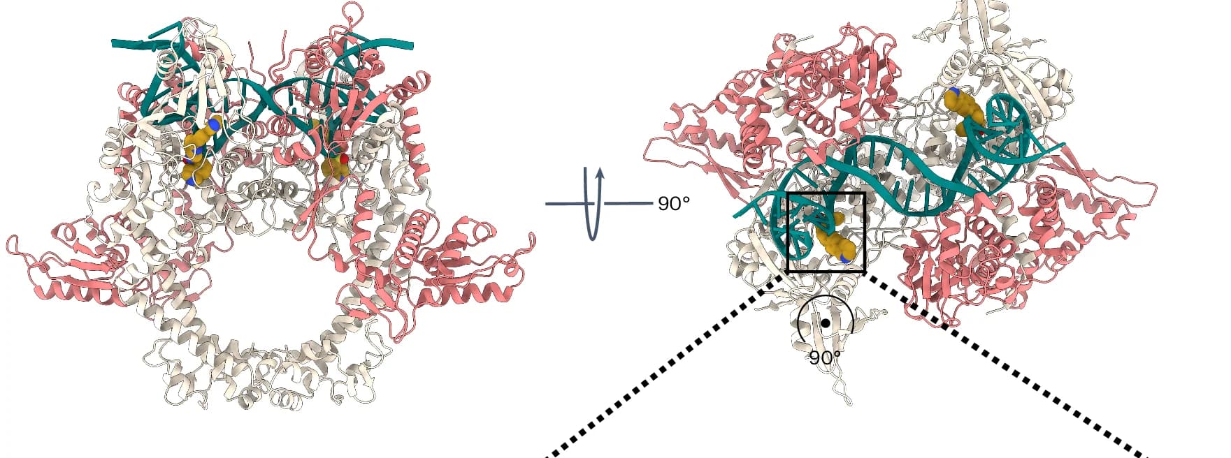 Open access visualization of Protein Structure, Chemical Structure, GyrMu217LEI-800 Complex, GyrA, GyrB