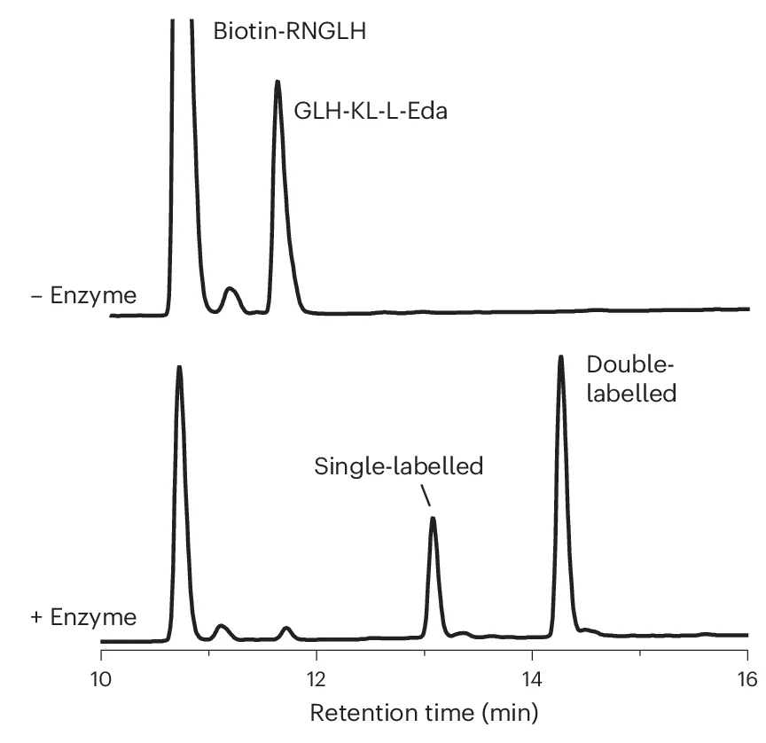 Open access visualization of Line Plot, RP-HPLC, Acetonitrile Gradient, Biotin-R NGL H, Ni 2+