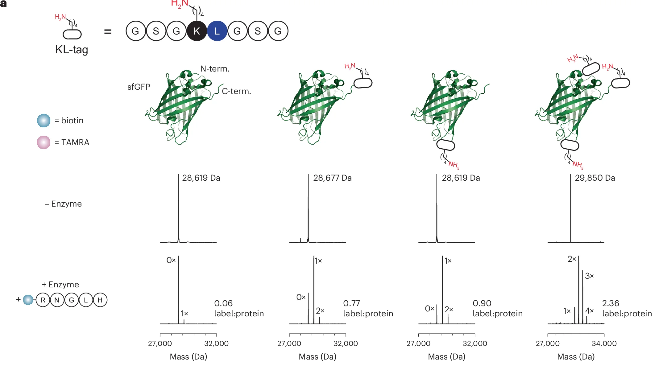 Open access visualization of Bar Plot, Illustration, Protein Structure, Lys Acylation, KL-tag