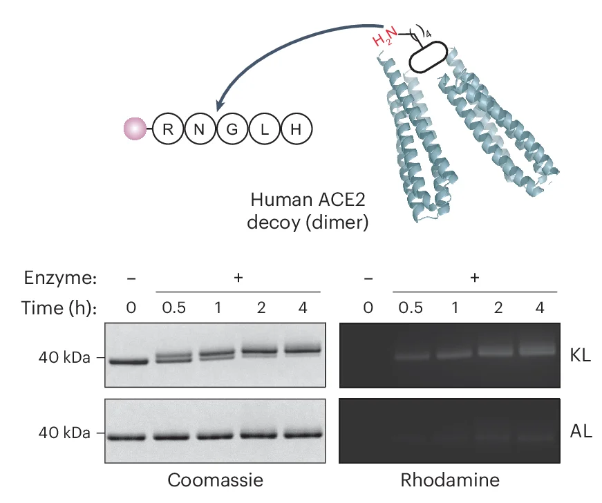 Open access visualization of Gel, Chemical Structure, SDS-PAGE, CTC.445.2d, TAMRA-R NGL H