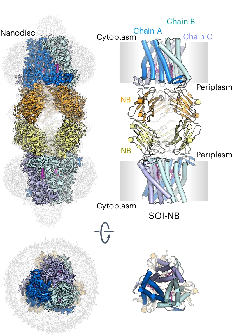 Open access visualization of Protein Structure, Cryo-EM Map, SOI-NB Complex, Nanobody, MSP1D1 Nanodisc