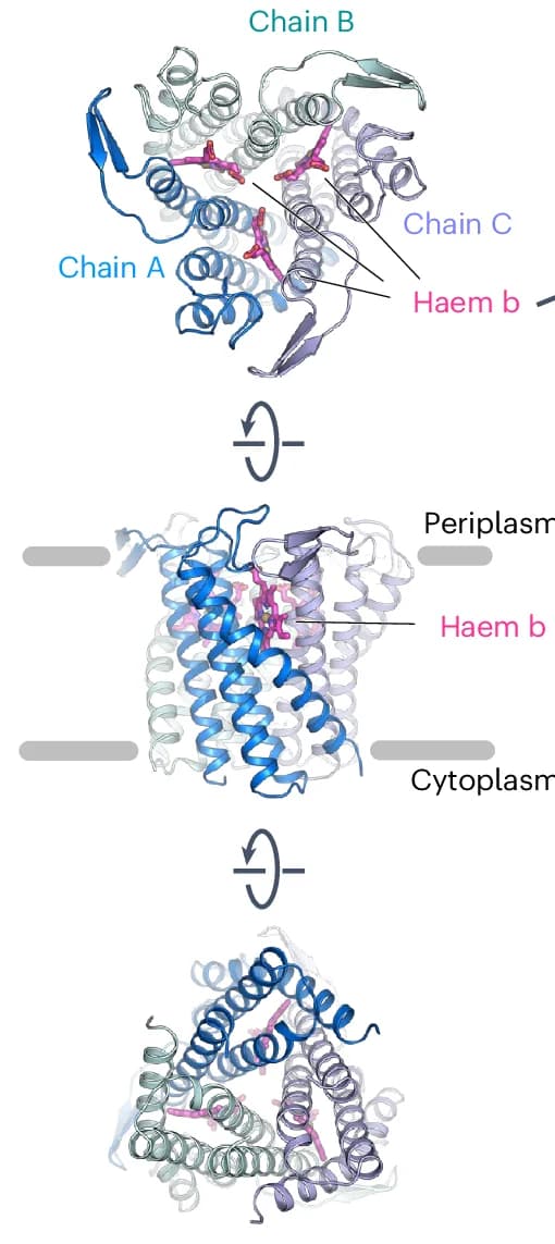 Open access visualization of Protein Structure, SOI Trimer, Periplasm, Lipid Bilayer, Cytosol