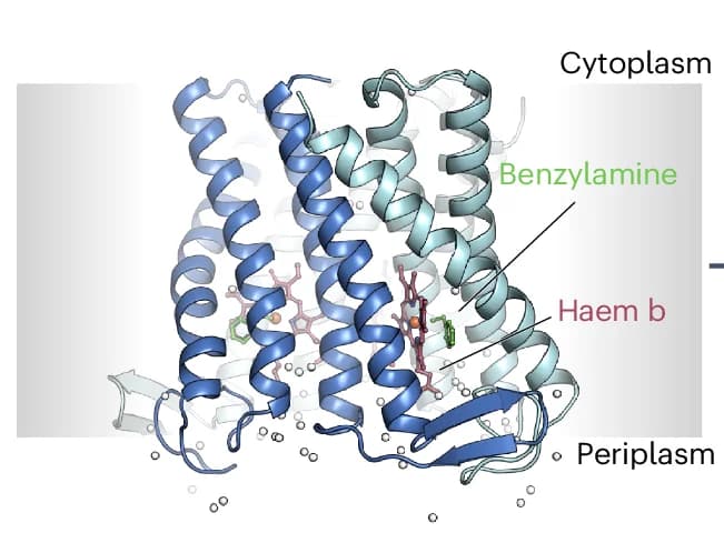 Open access visualization of Protein Structure, Chemical Structure, Ferric Haem, Binding Pocket, SOI Subunits