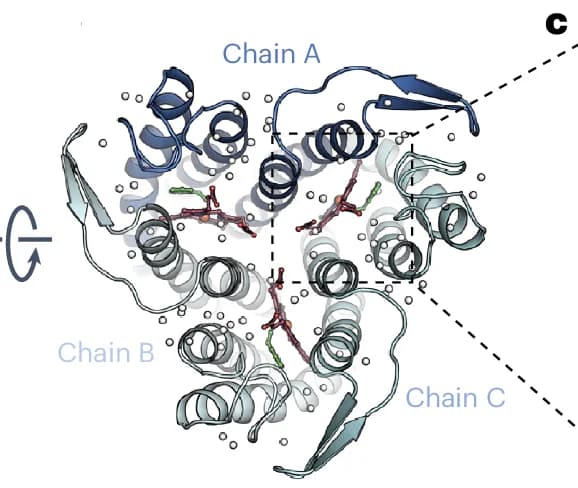 Open access visualization of Protein Structure, Ferric Haem, Binding Pocket, SOI Subunits, Interface