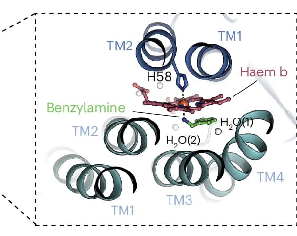 Open access visualization of Protein Structure, Chemical Structure, Active Centre, Fe(III), H58