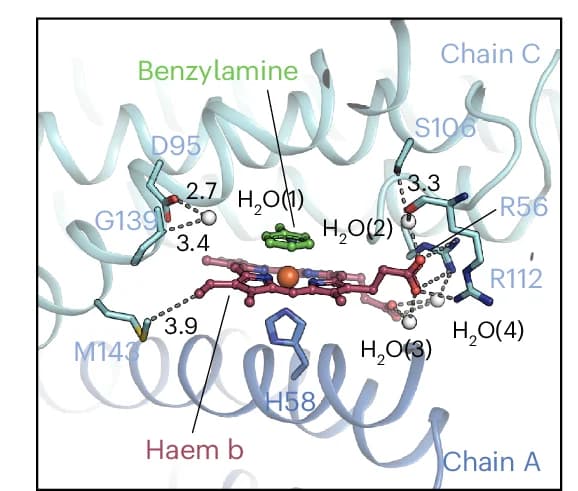 Open access visualization of Protein Structure, Chemical Structure, Structural Water Molecules, Catalytic Centre, Interaction