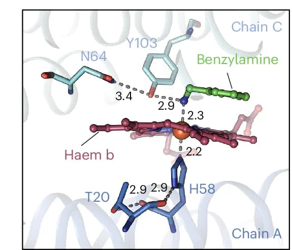 Open access visualization of Protein Structure, Chemical Structure, Network 2, H58 Orientation, Hydrogen Bonds