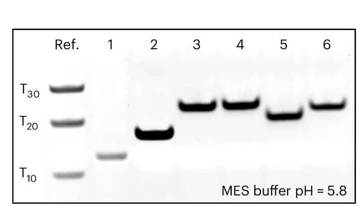 Open access visualization of Gel, DNA Samples, Non-Denaturing Polyacrylamide Gel Electrophoresis, MES Buffer, Oligonucleotides