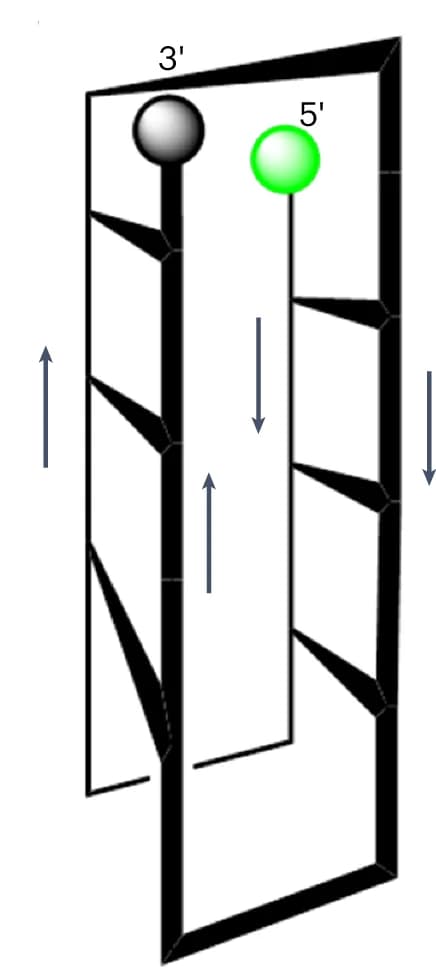 Open access visualization of Illustration, Motif Structure, Non-intercalated Pairs