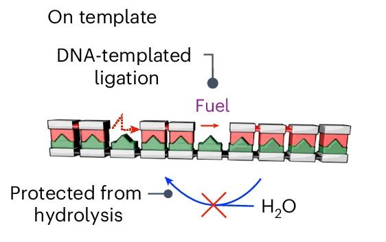 Open access visualization of Workflow, Illustration, Monomers, Oligoanhydrides, Template