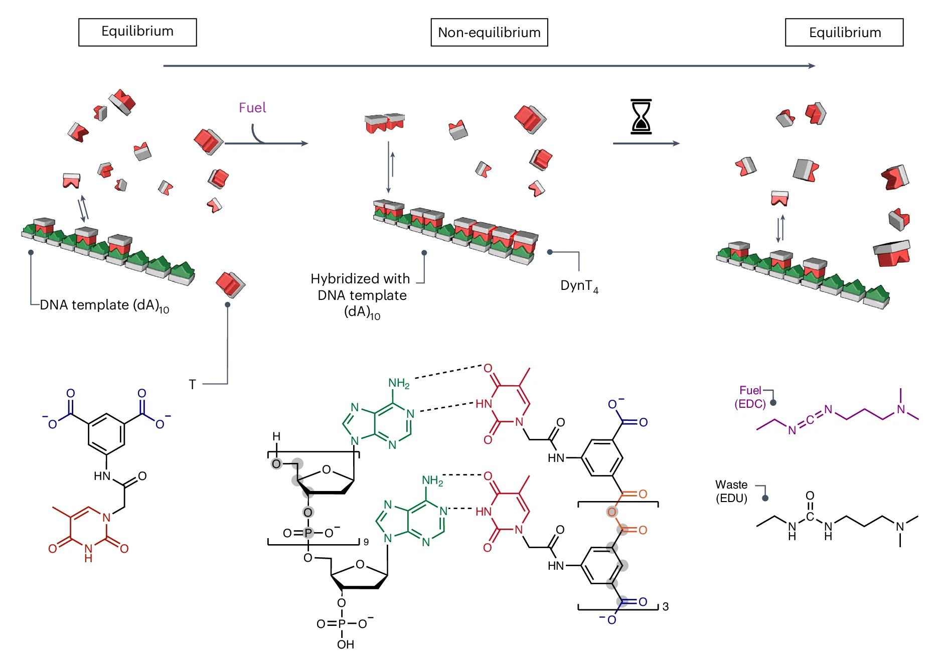 Open access visualization of Workflow, Illustration, Chemical Structure, Dynamic Combinatorial Library, DNA Template