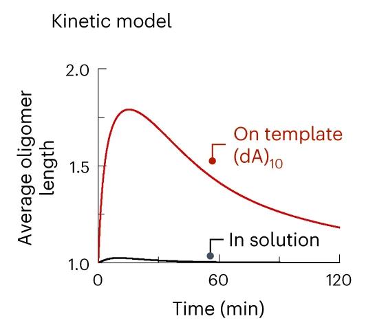 Open access visualization of Line Plot, Kinetic Model, Oligomer Length, Template, Solution Fractions