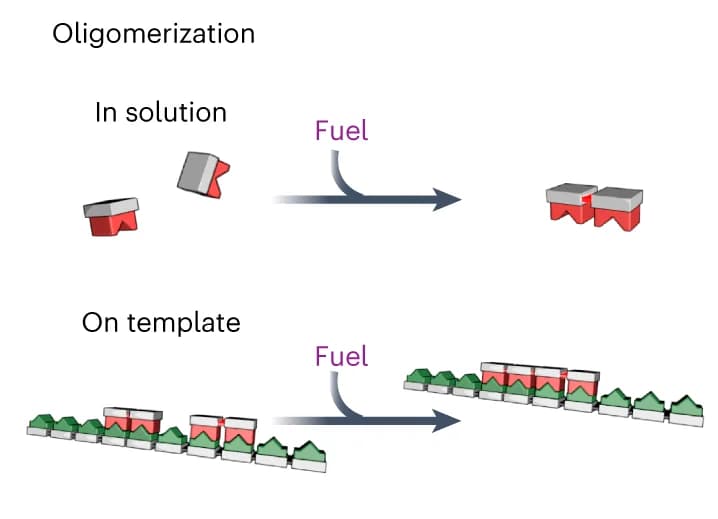 Open access visualization of Workflow, Illustration, Schematic Representation, Template-based Selection, Oligomerization