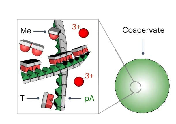 Open access visualization of Illustration, Coacervate Droplets, Ac-F(RG) 3 N-NH 2, pA, Cationic Side Groups