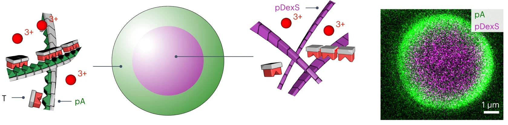 Open access visualization of Microscopy, Illustration, Multiphase Coacervates, pDexS Core, pA Shell