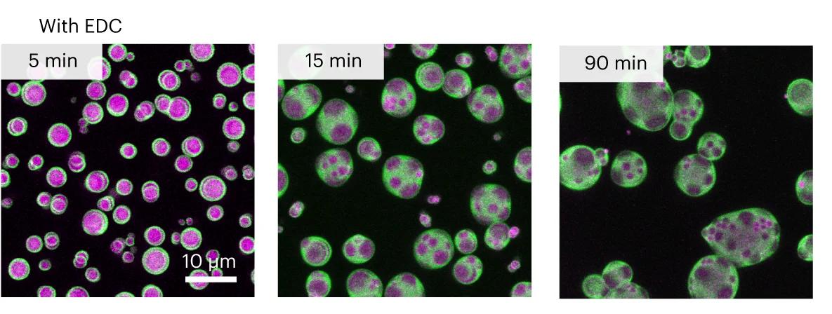 Open access visualization of Microscopy, Confocal Micrographs, Coacervate Droplets, Ac-F(RG) 3 N-NH 2, pDexS