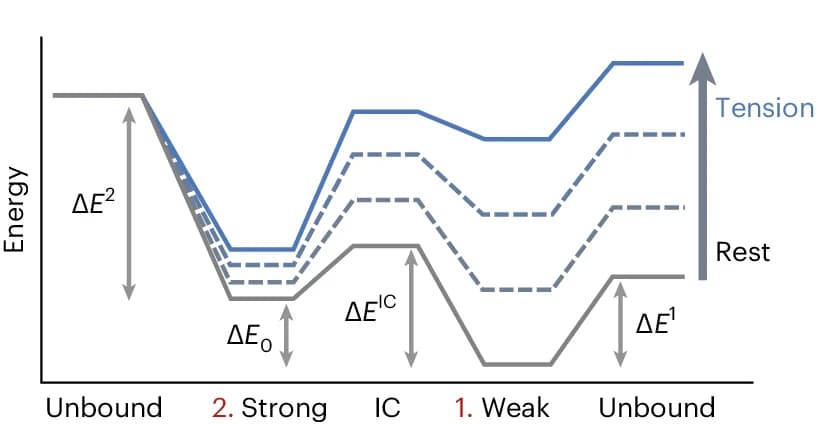 Open access visualization of Line Plot, Line Step, Energy Landscape, Catch Bond, Tension