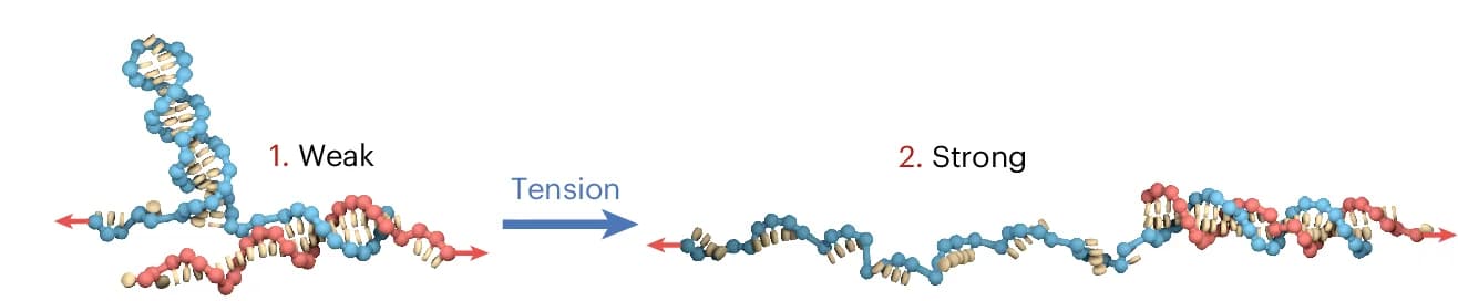 Open access visualization of Protein Structure, Chemical Structure, oxDNA Simulation, Catch Bond, Tension