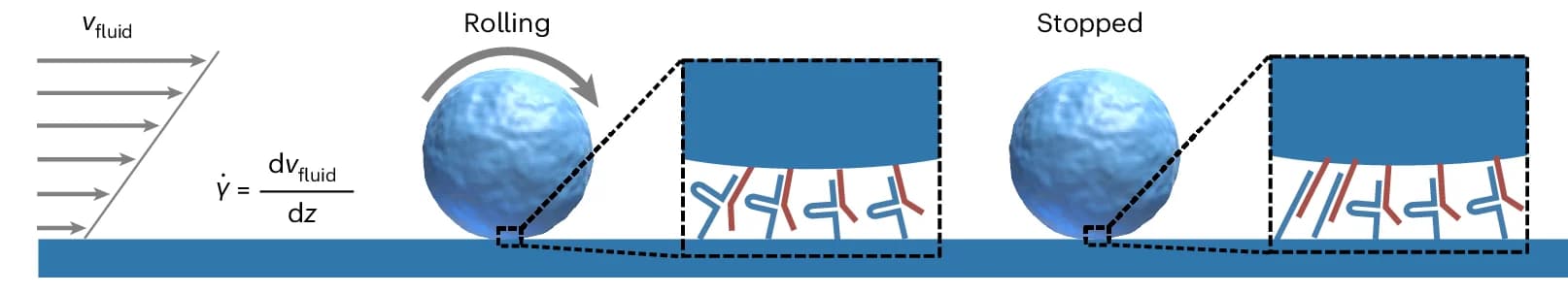 Open access visualization of Illustration, Rolling Adhesion, Microfluidics, Catch Bonds, Shear Rate