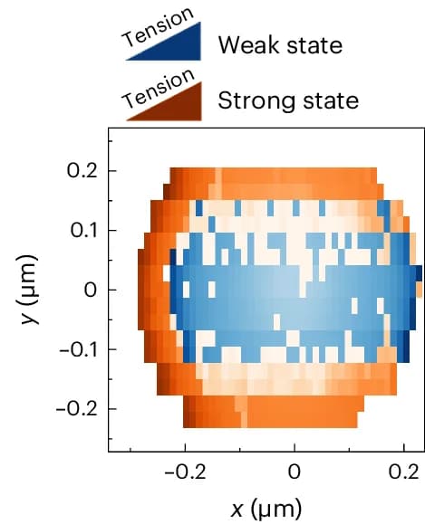 Open access visualization of Heatmap, Spatial Distribution, Catch Bonds, Extensional Force, Particle Dynamics