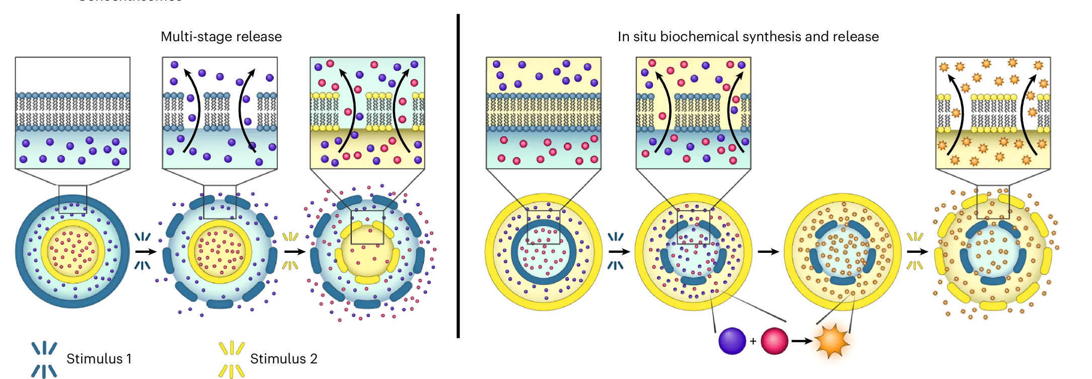 Open access visualization of Workflow, Illustration, Concentrisomes, Multi-Cargo Encapsulation, Sequential Release