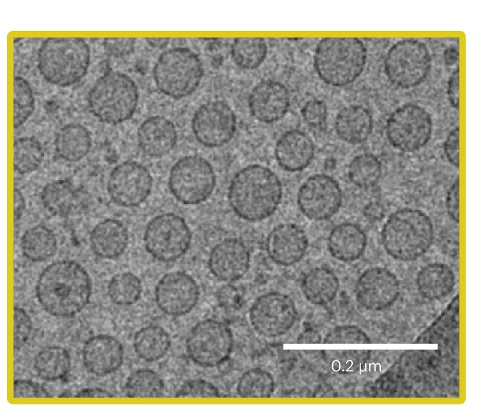 Open access visualization of Microscopy, Cryo-TEM, Liposomes, Unilamellar