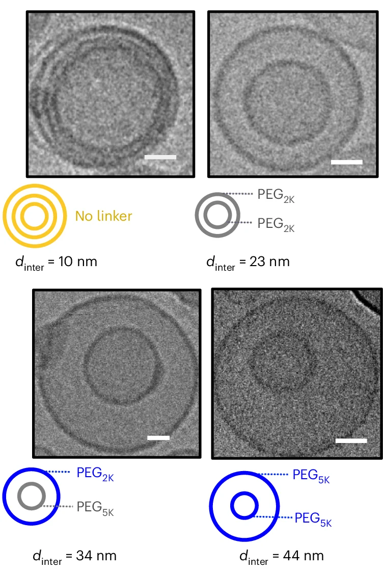 Open access visualization of Microscopy, Illustration, PEG Chains, Molecular Weights, Bilayers